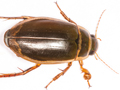 Dytiscus marginalis